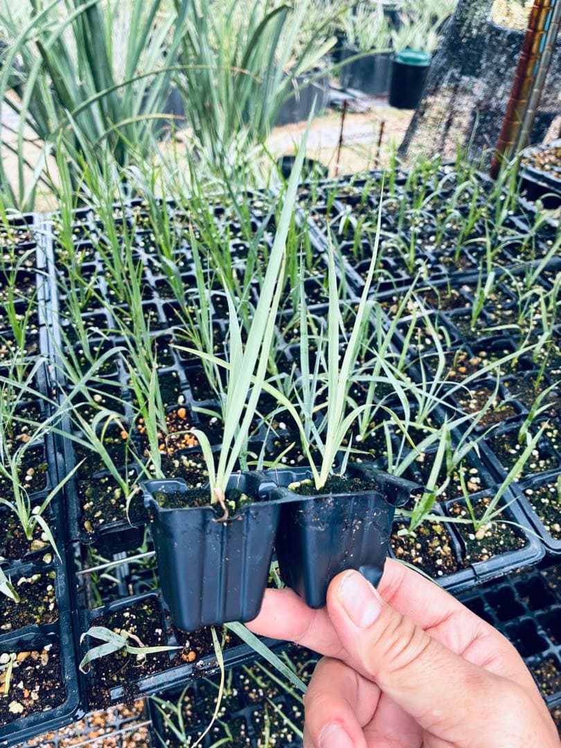 ユッカロストラータ　72苗 鉢のまま発送