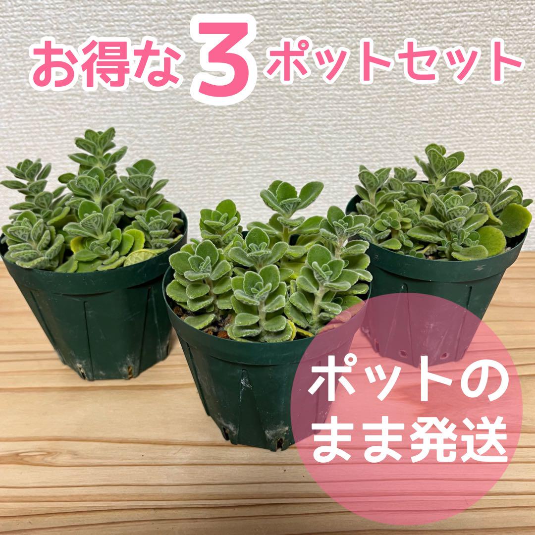 アロマティカス 3ポット 4,500円