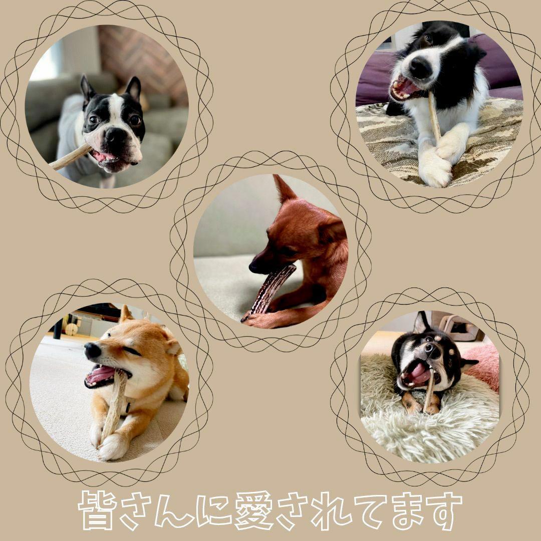 迷ったらこちら　小〜中型犬用お試し4本セット　髄のみ＆四つ割り＆半割り＆一本物