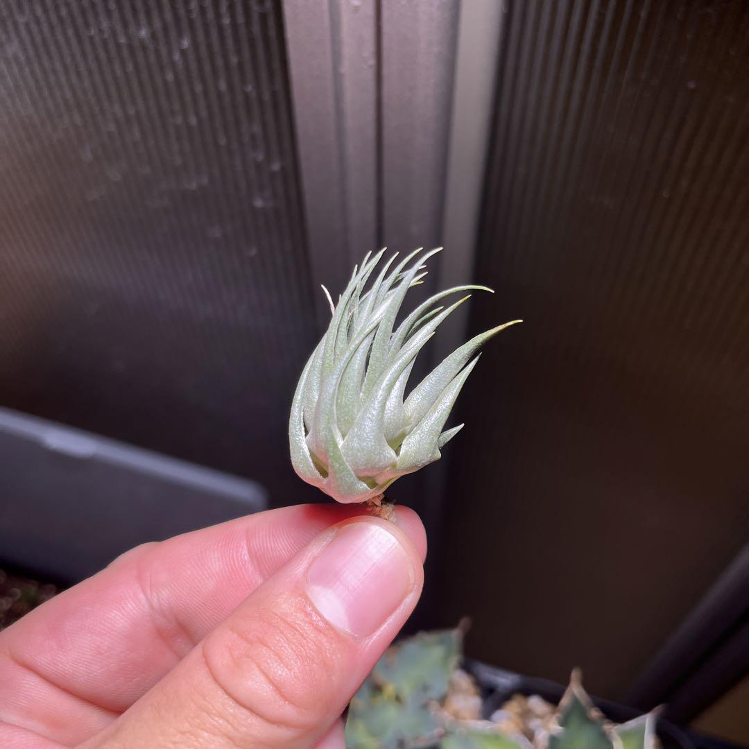 多肉植物 ハオルチア ナイルの一滴