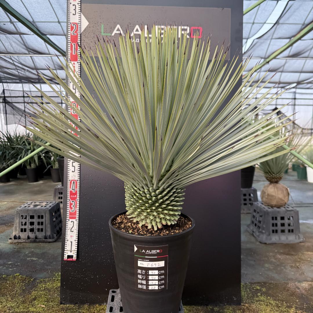 【AL-F692】ユッカ　ロストラータ　※再依頼価格