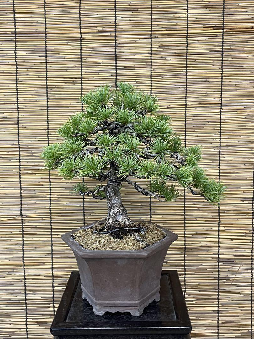 五葉松　[模様木]　小品盆栽 五葉松盆栽 模様木 No.a6-8 | 五葉松 専門盆栽園 松風園(しょう