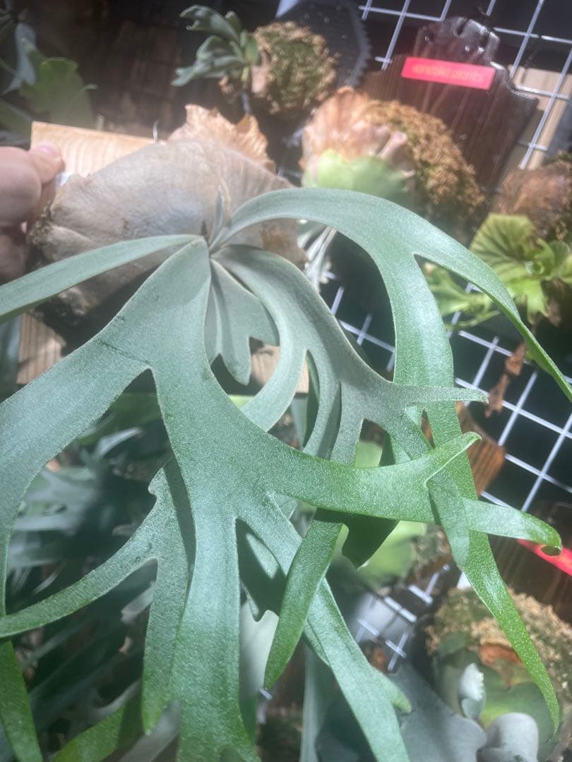 ビカクシダ 月光 爪哇 OC目立った傷や汚れなし YUZUMIYA_COM