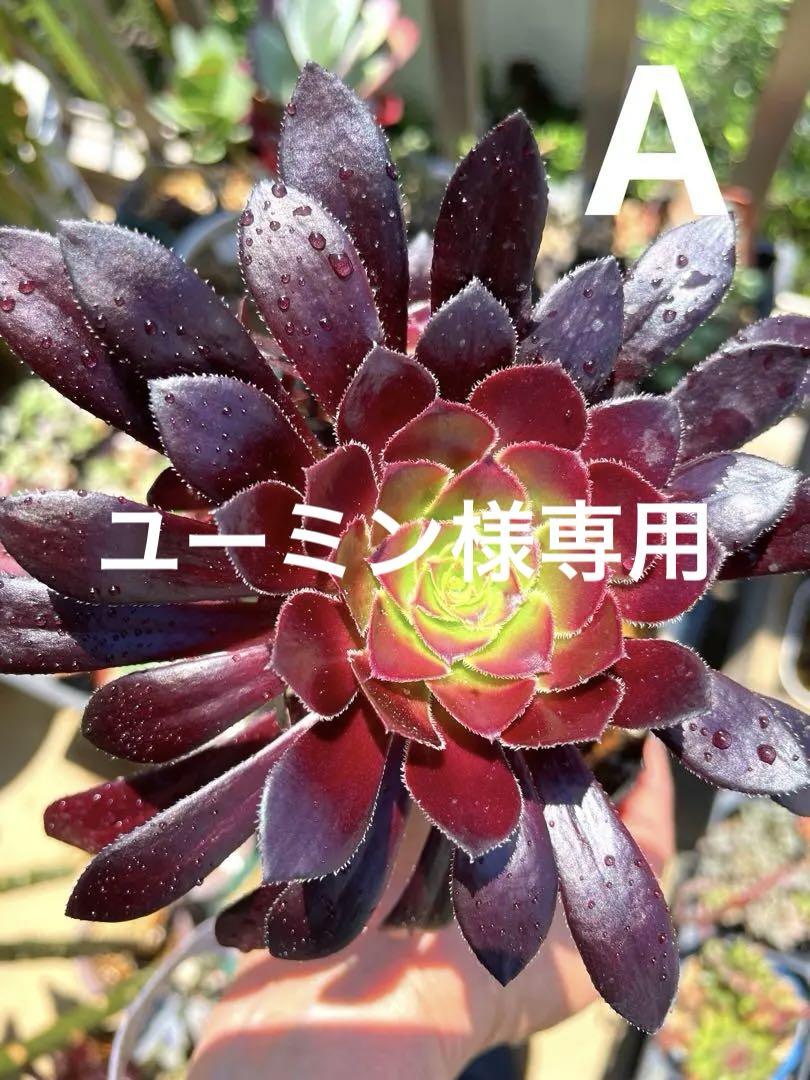 パーフェクト整体 ヘルメス式整体 基本手技 DVD その他ID