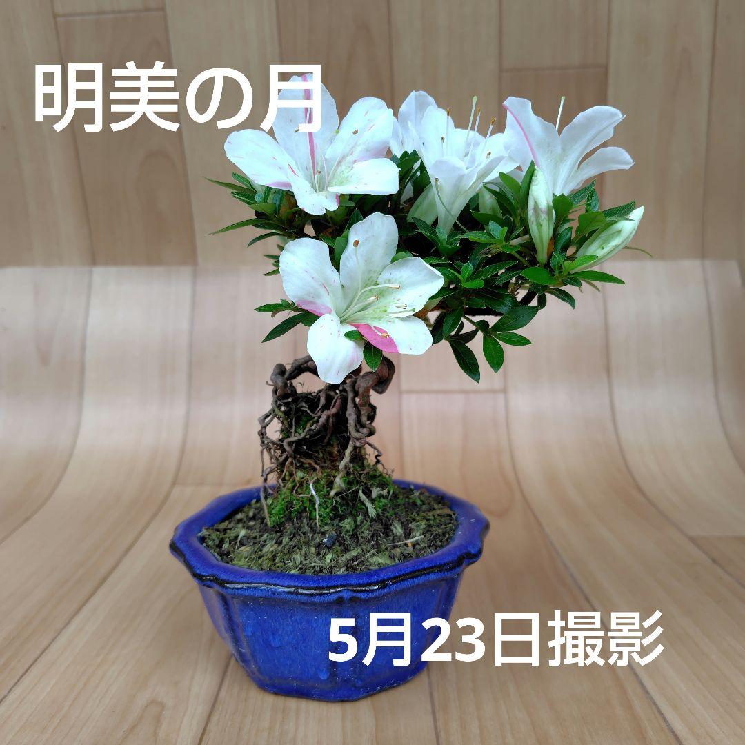 さつき盆栽【明美の月】小品盆栽