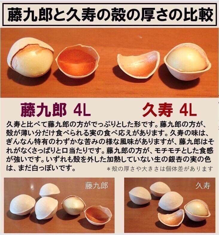 2025年新物 久寿 銀杏 ぎんなん 祖父江産 3L 1.5kg mdprevattcaulkingandwaterproofing.com