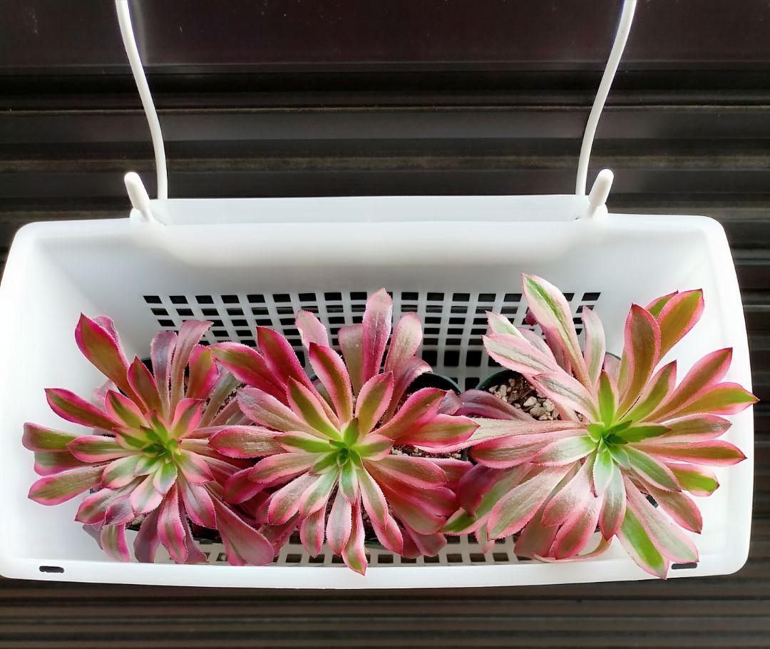 ショッピング販促品 多肉植物 斑入り 黒法師錦 3株 ポットのまま発送 史上最も激安 Solucaoadvocacia Com Br ショッピング販促品 多肉植物 斑入り 黒法師錦 3株 ポットのまま発送 史上最も激安 Solucaoadvocacia Com Br