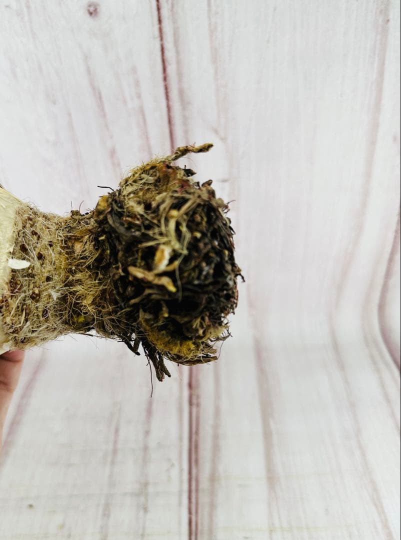 大株やや傷や汚れあり