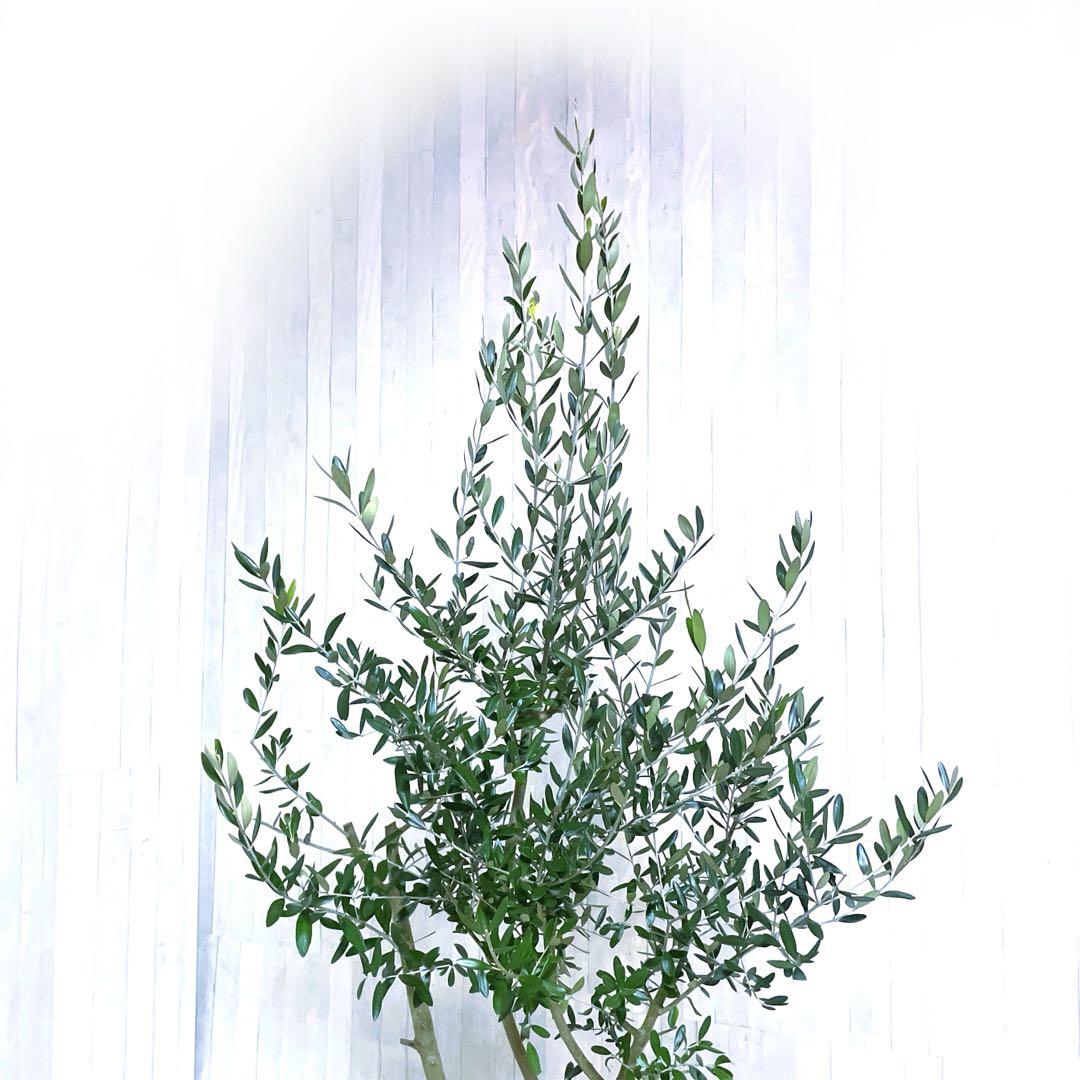 bオリーブの木,た植物/観葉植物シプレッシーノ『綺麗な樹形。全長約155㎝ bオリーブの木,た植物/観葉植物シプレッシーノ『綺麗な樹形
