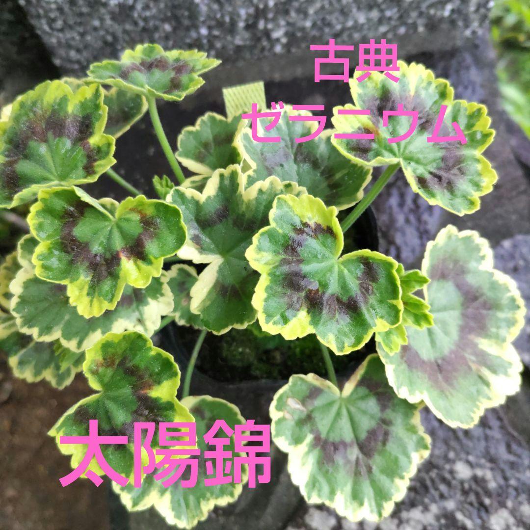 古典ゼラニウム 太陽錦ポット苗 - メルカリ