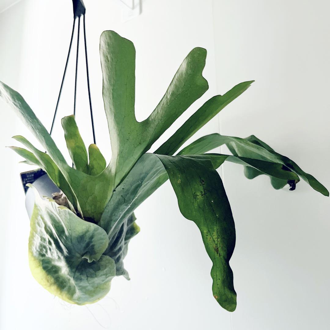 【新入荷】flying ビカクシダ グランデ コウモリラン ハンギング 観葉植物