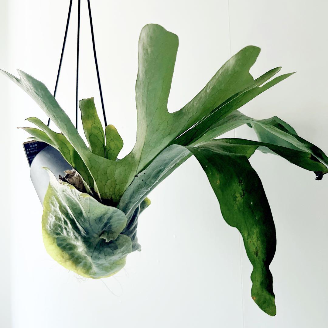 【新入荷】flying ビカクシダ グランデ コウモリラン ハンギング 観葉植物