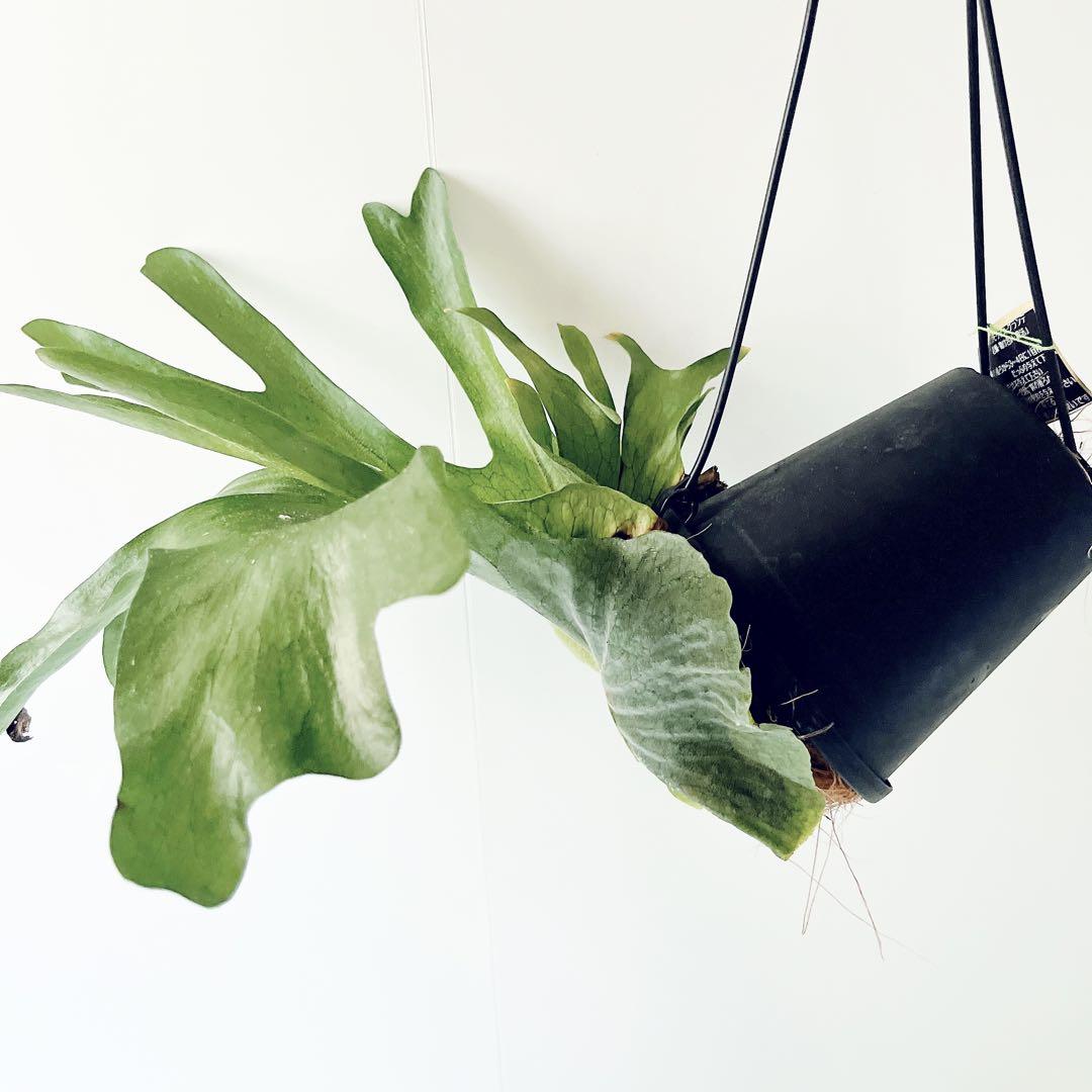 【新入荷】flying ビカクシダ グランデ コウモリラン ハンギング 観葉植物
