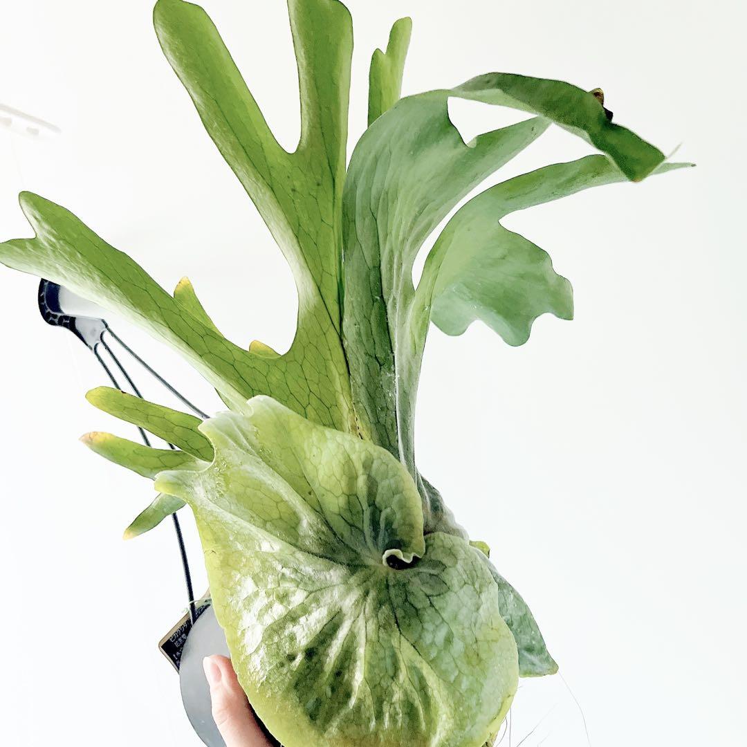 【新入荷】flying ビカクシダ グランデ コウモリラン ハンギング 観葉植物