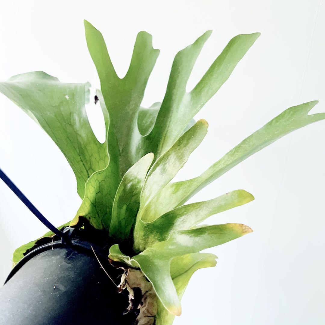 【新入荷】flying ビカクシダ グランデ コウモリラン ハンギング 観葉植物