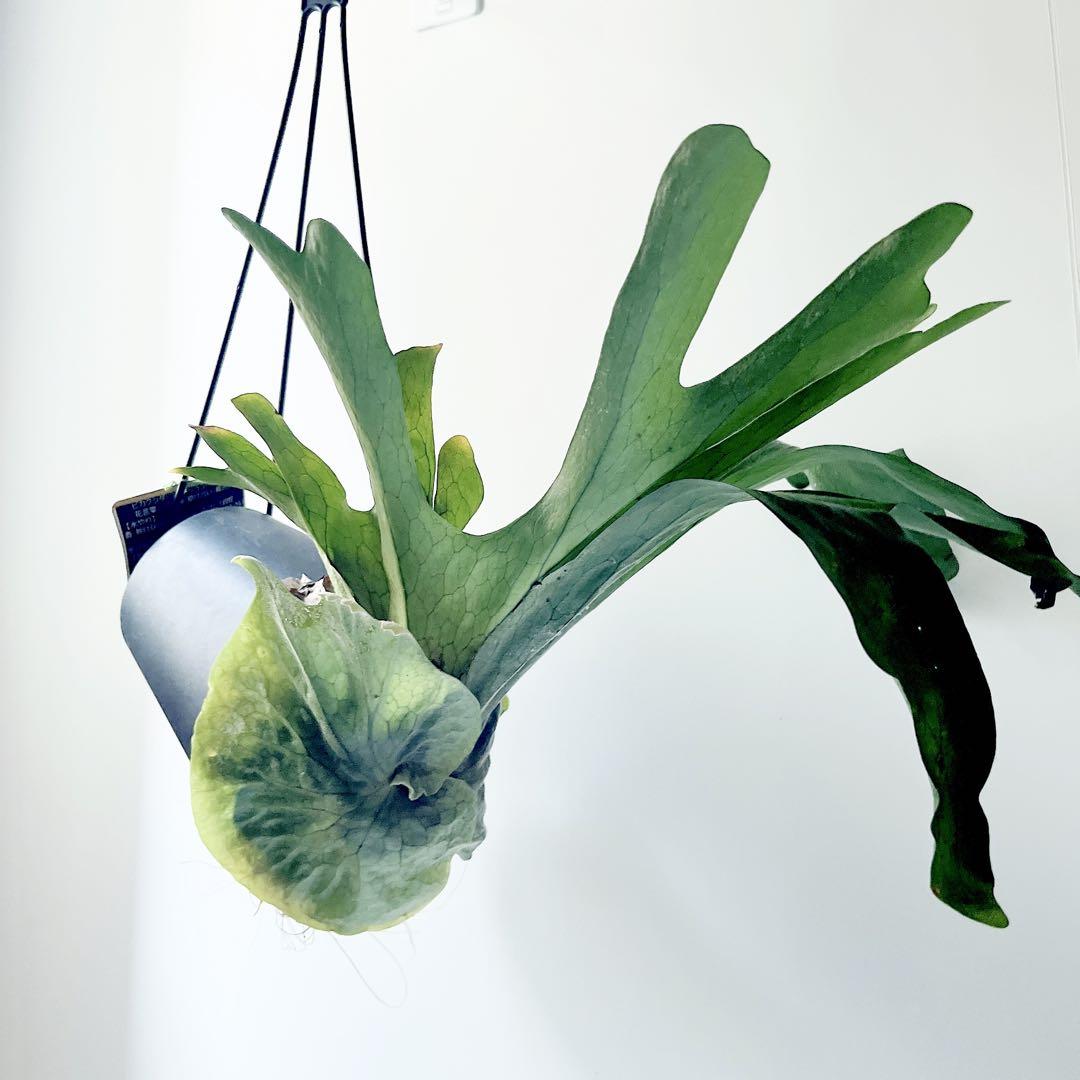 【新入荷】flying ビカクシダ グランデ コウモリラン ハンギング 観葉植物