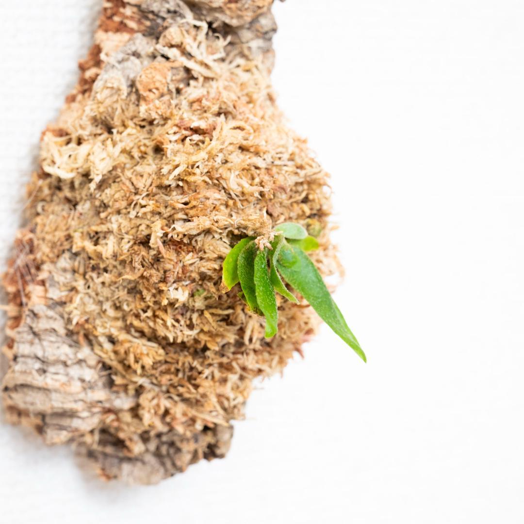 ビカクシダ ウィリンキー 'ジェイドガール' コルク付け4 ビカクシダ