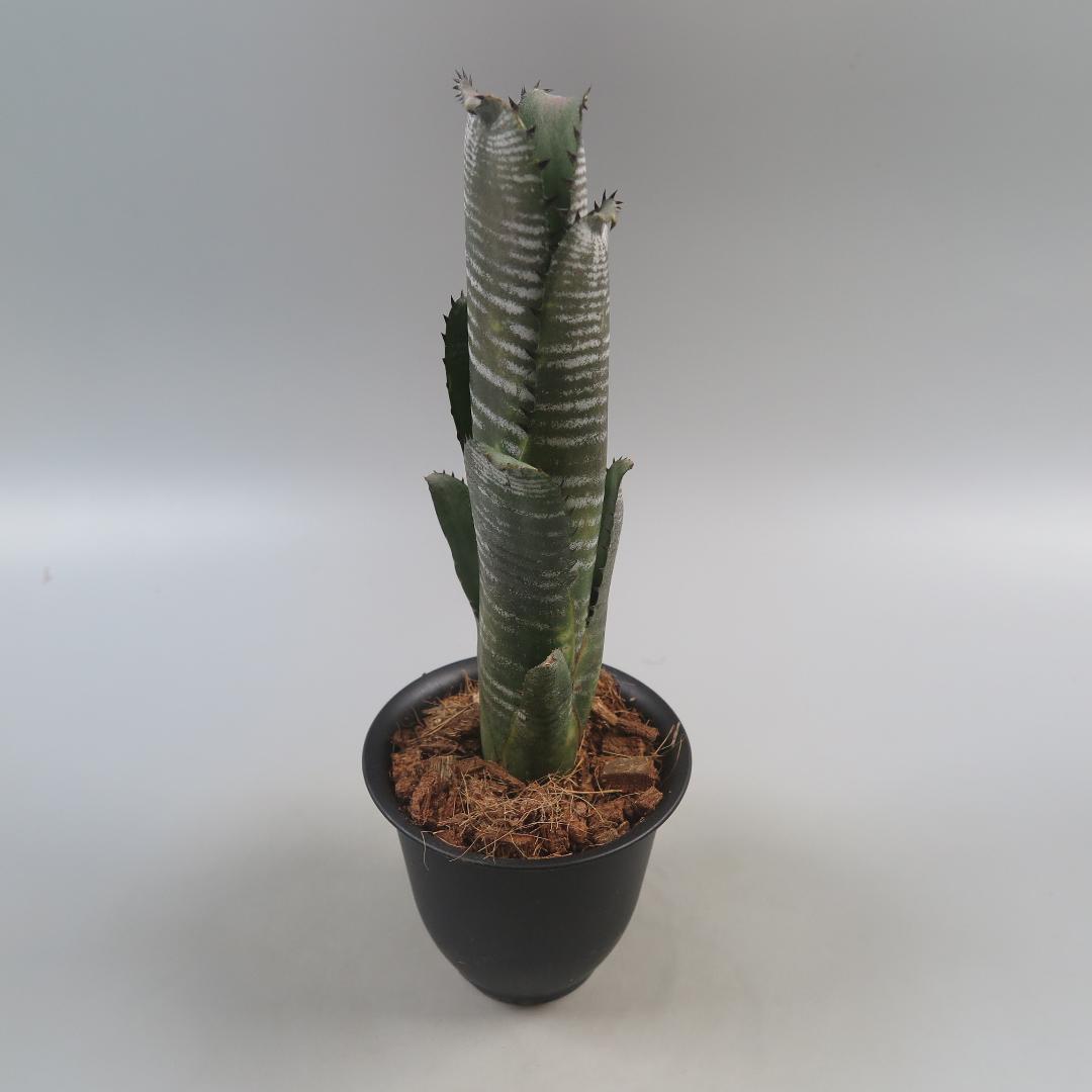 Billbergia Domingos Martins
