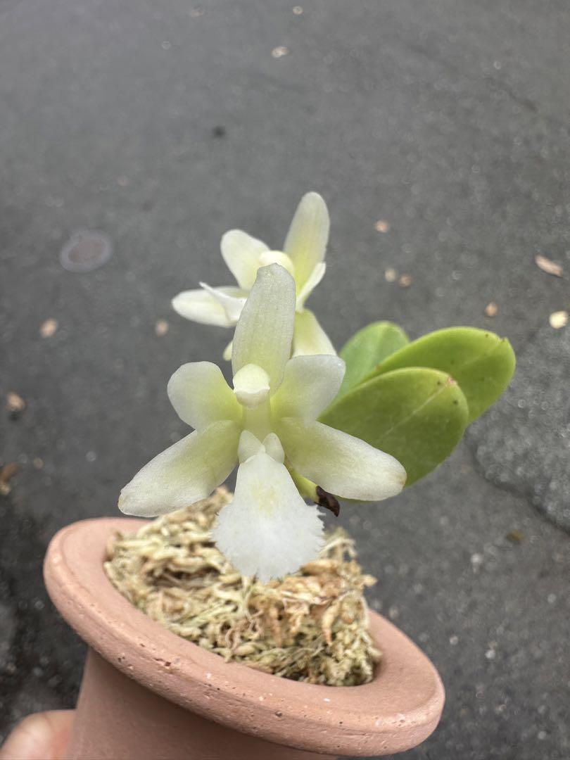 【 名護蘭 】黄花素心　開花中　ラスト1点