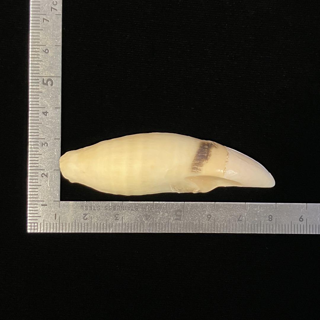 オキゴンドウ　歯　クジラの歯　鯨歯　工芸品