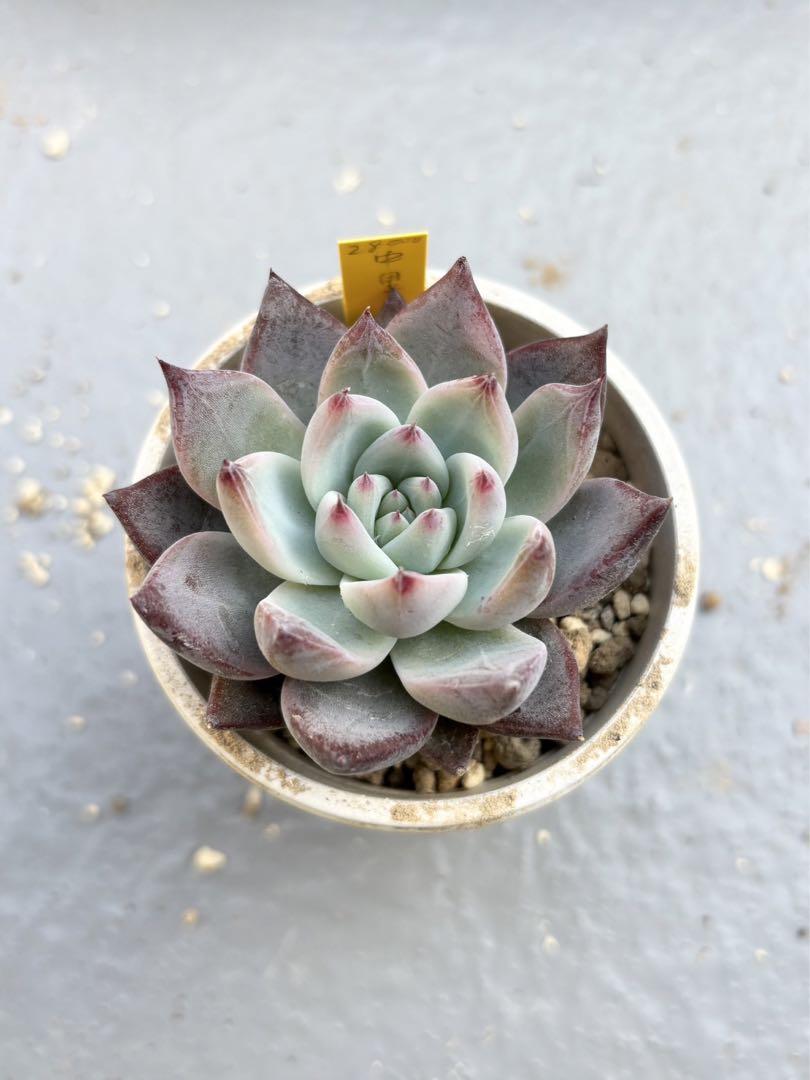 中里リンゼアナ 多肉植物 エケベリア   札無