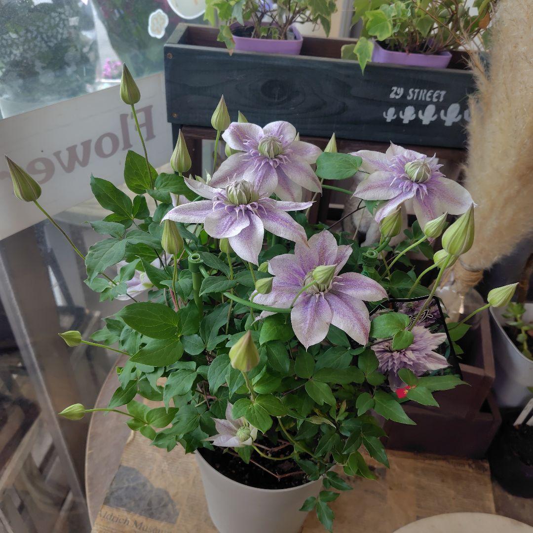 お買得！開花株６号鉢✺特級品！水面の妖精・クレマチス❧①