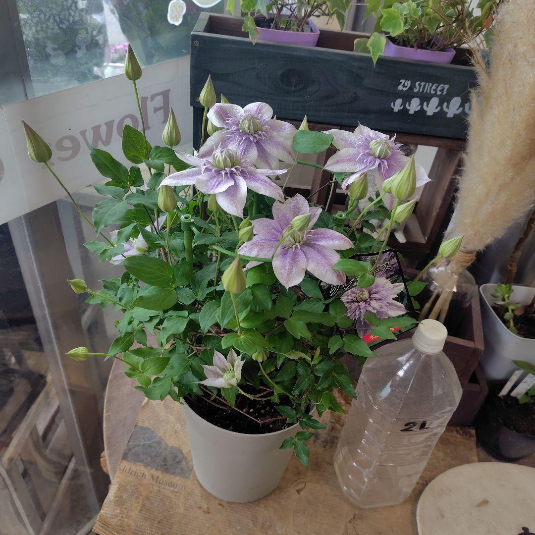 お買得！開花株６号鉢✺特級品！水面の妖精・クレマチス❧①