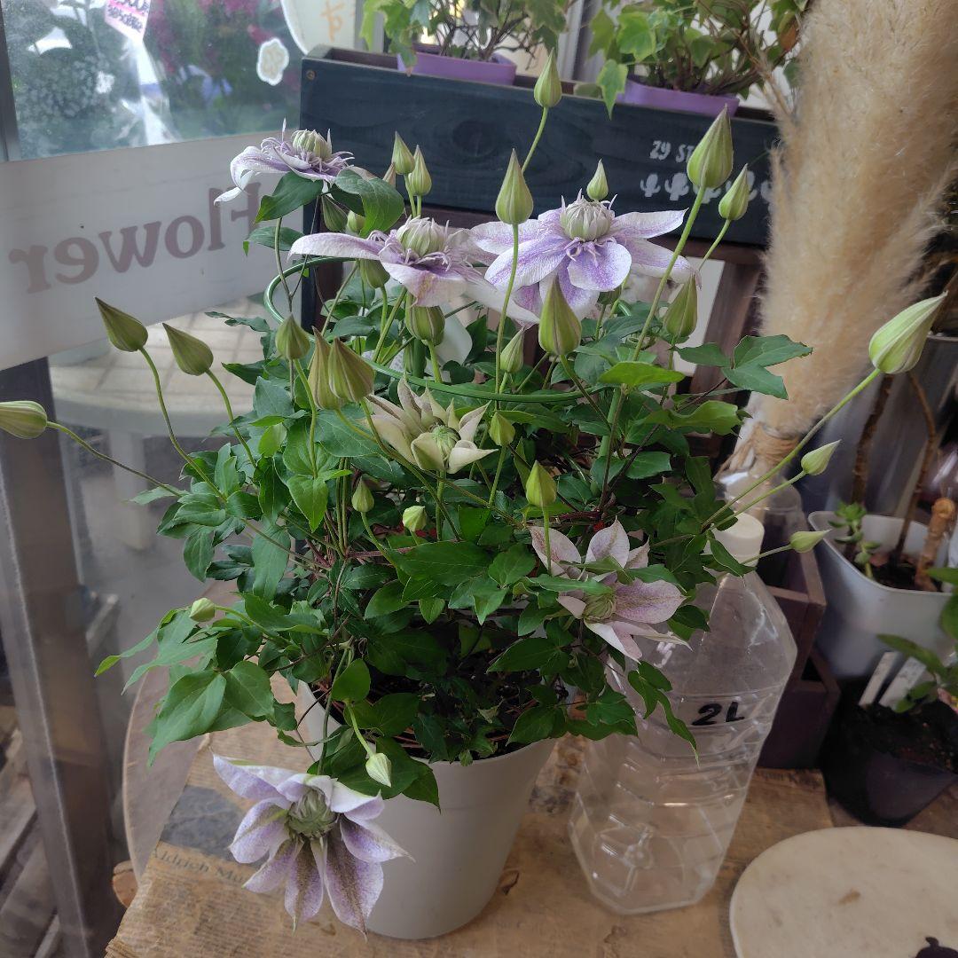 お買得！開花株６号鉢✺特級品！水面の妖精・クレマチス❧①