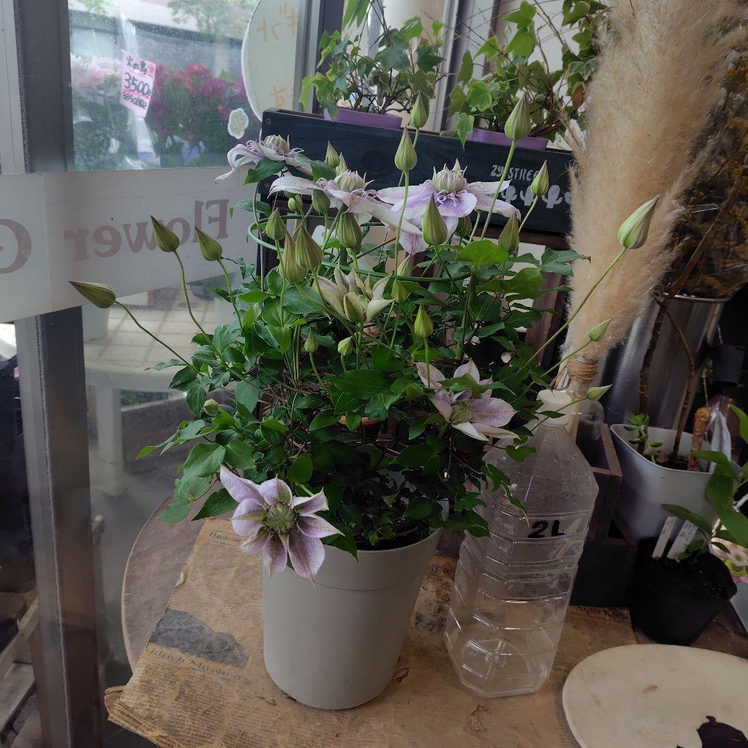 お買得！開花株６号鉢✺特級品！水面の妖精・クレマチス❧①