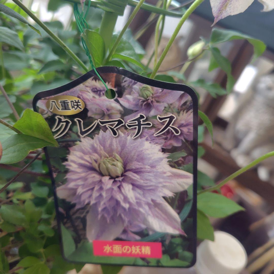 お買得！開花株６号鉢✺特級品！水面の妖精・クレマチス❧①