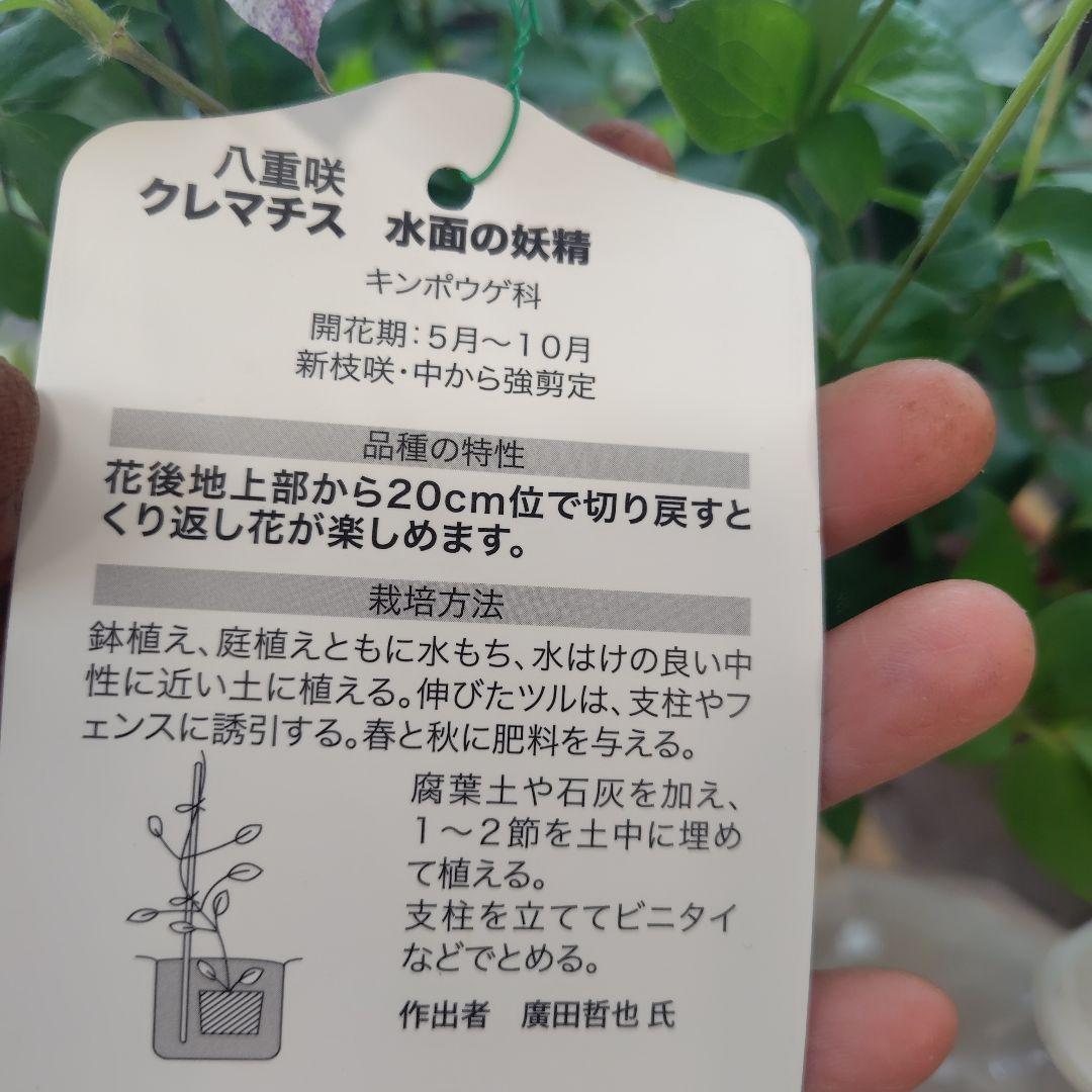 お買得！開花株６号鉢✺特級品！水面の妖精・クレマチス❧①