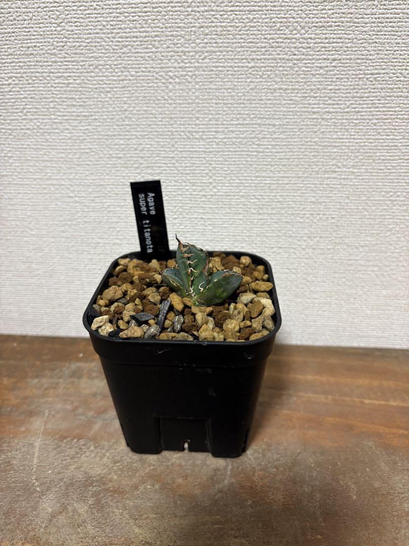 アガベ スーパーチタノタ 発根済み子株1つ - メルカリ