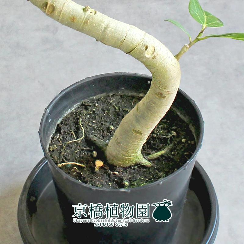 現品