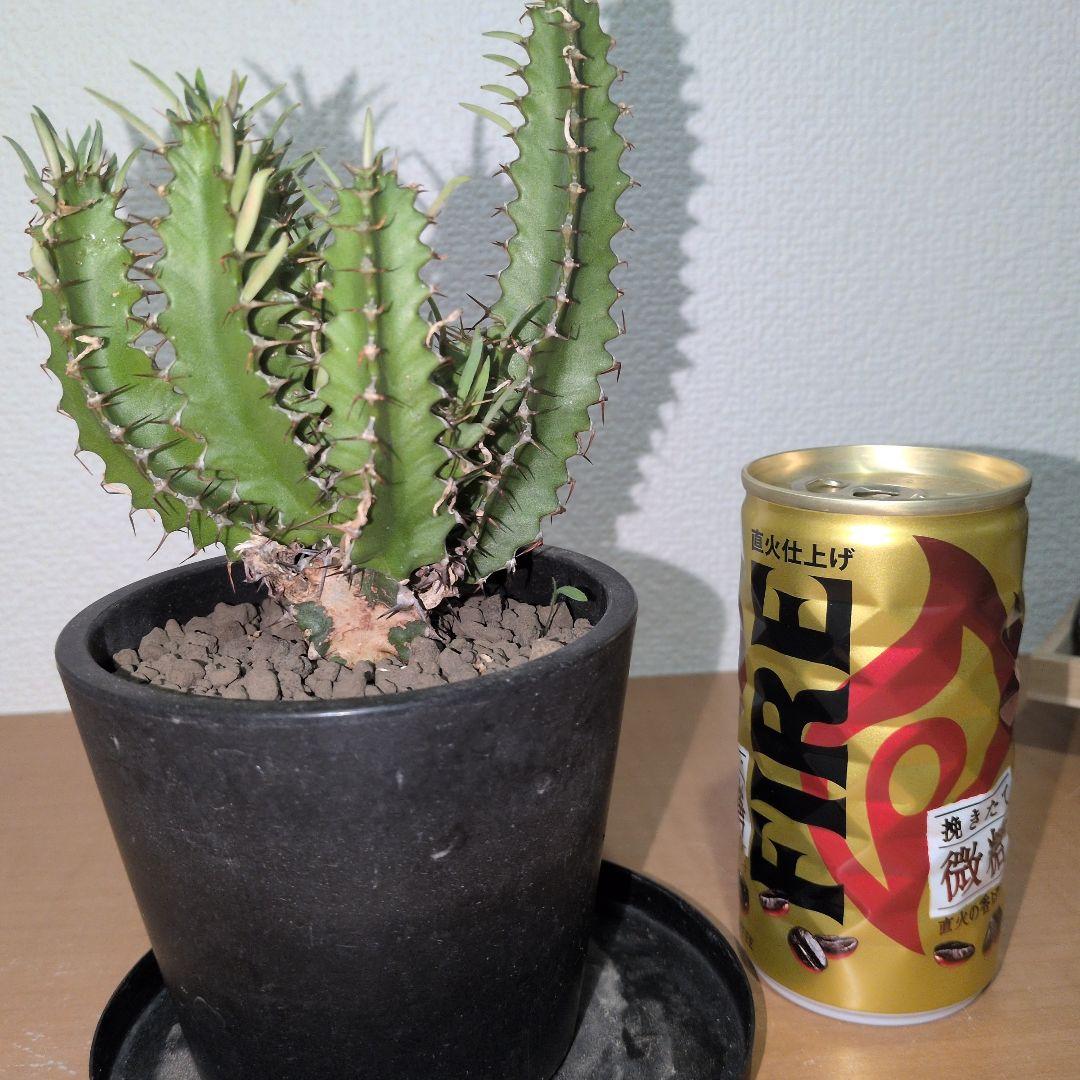 ユーフォルビア　ムランジーナ　実生 （鉢付き）