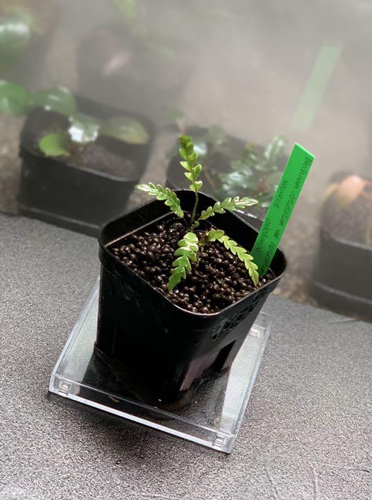 Blechnum obtusatum var. obtusatumブレクナム 9mF1d-m20696604287 通販国産