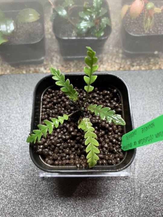 Blechnum obtusatum var. obtusatumブレクナム 9mF1d-m20696604287 通販国産