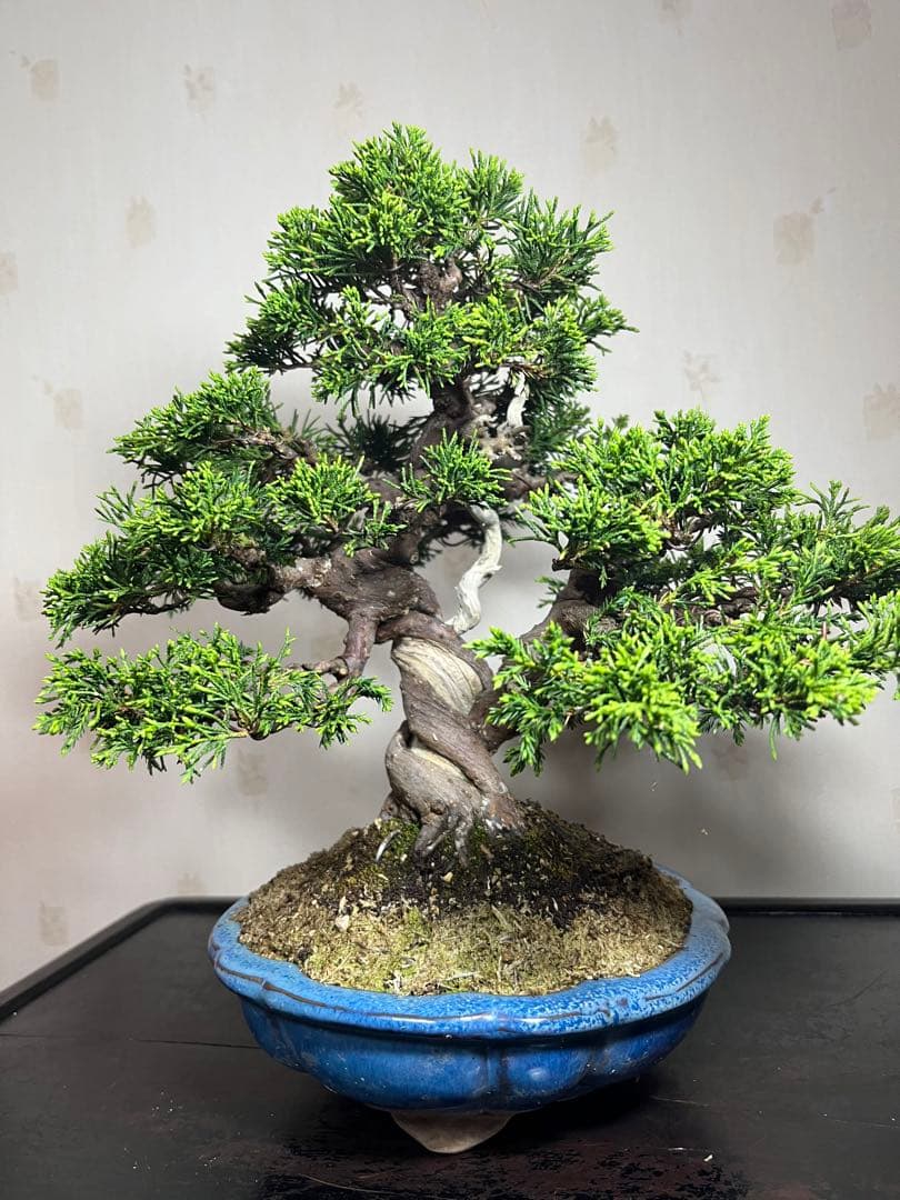 大特価！ 真柏糸魚川 超極太極上品究極の逸品！2鉢と剪定鋏