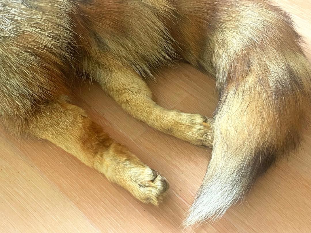 赤狐★特大！高級 きつねの襟巻き　剥製　毛皮　手足爪付き 一点物！