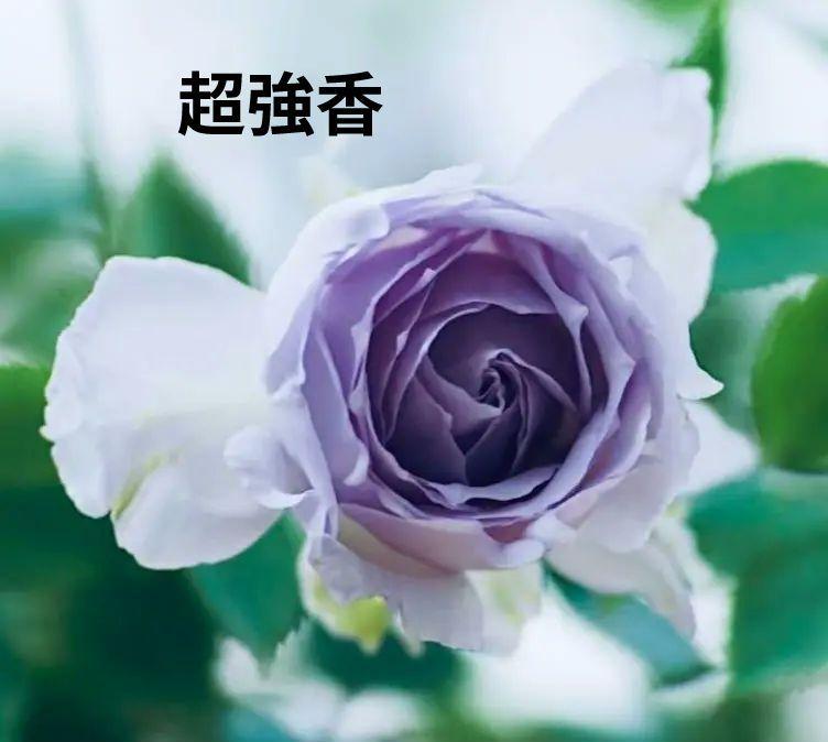 バラ苗　7号鉢　超強香　正規品接ぎ木苗