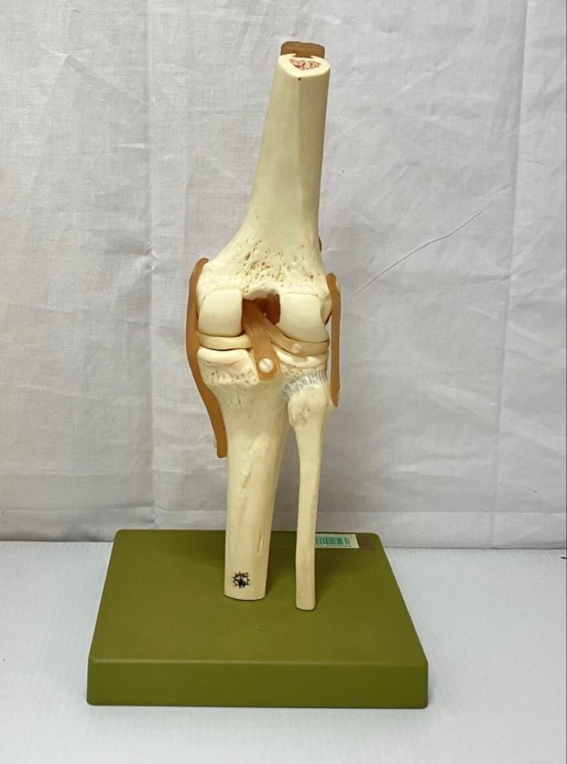 ドイツ ソムソ 膝関節機能模型 実物大 靭帯付 人体模型 骨格模型 骨格