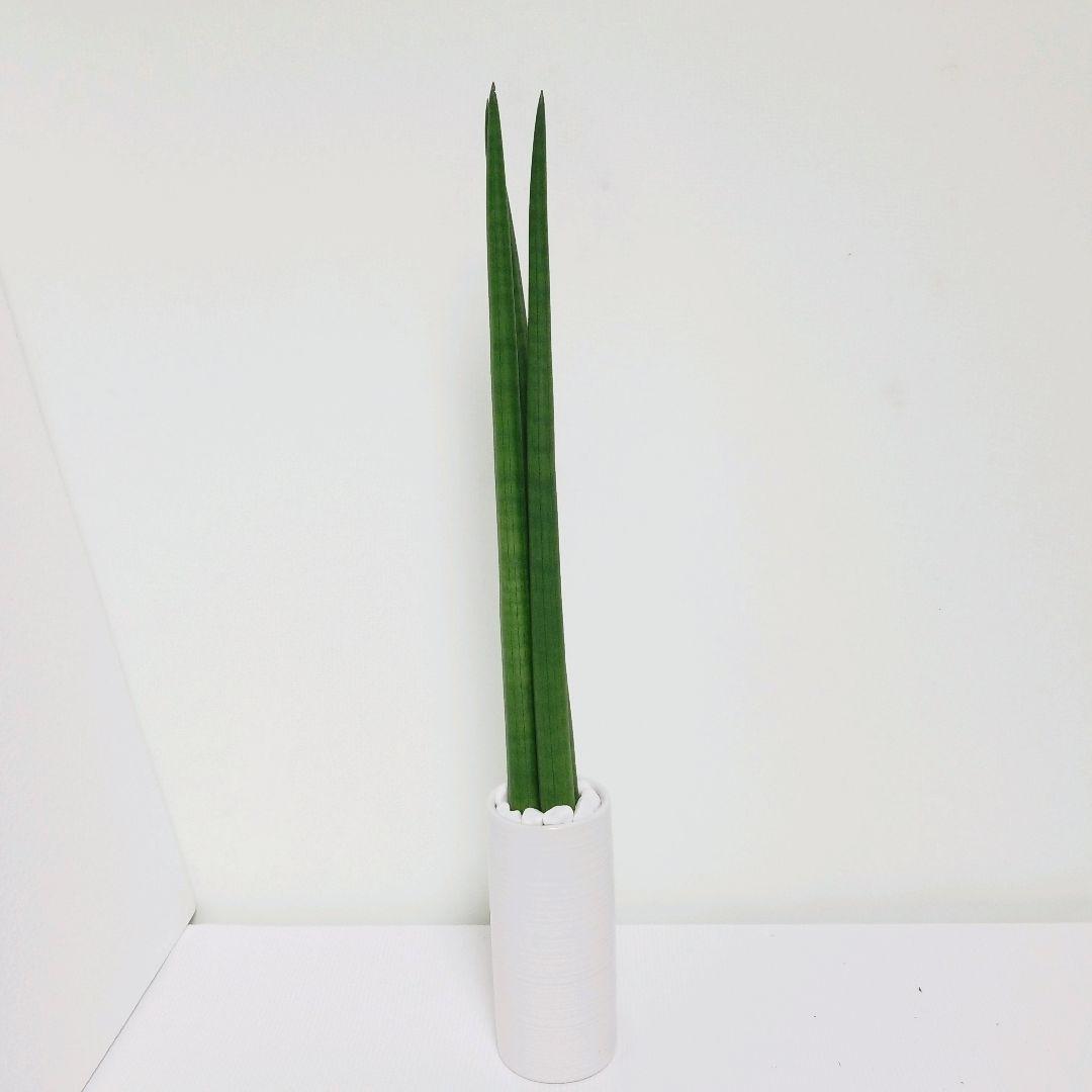 サンスベリア ロケット ハイドロカルチャー 観葉植物 植物