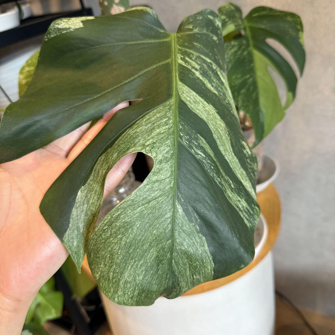 モンステラ・ポトス Monstera deliciosa mint variegata Monstera deliciosa Mint Variegata - Monstera Mint - Rare