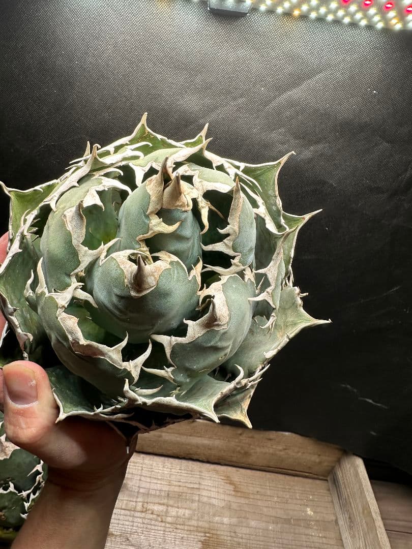 アガベ ノーネーム 極上大株 ブラックフライデー価格_11 アガベ ノーネーム 極上大株 ブラックフライデー価格_11