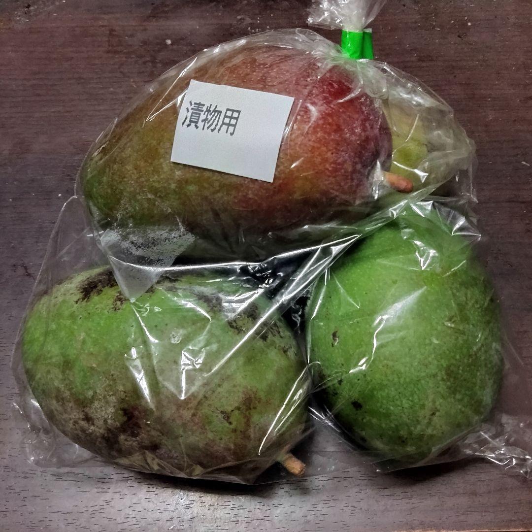 15%off沖縄県産 摘果/青/グリーンマンゴーB品@100g〜約5kg