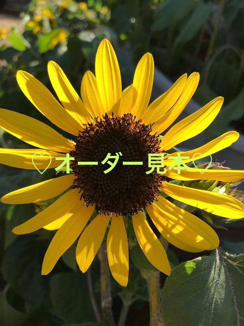 ♡オーダー見本♡