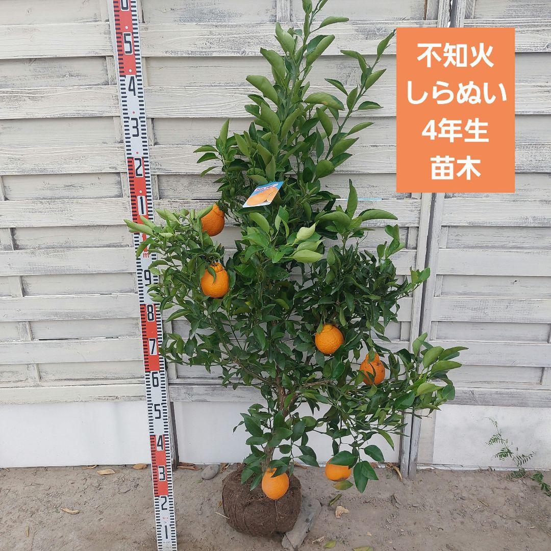 不知火 4年生 苗木