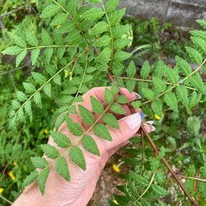 ミントの葉 中型 羽状複葉