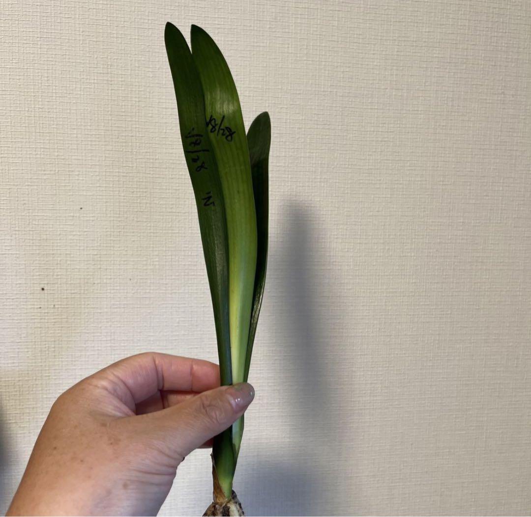 専用　レア❗️君子蘭　緑牡丹