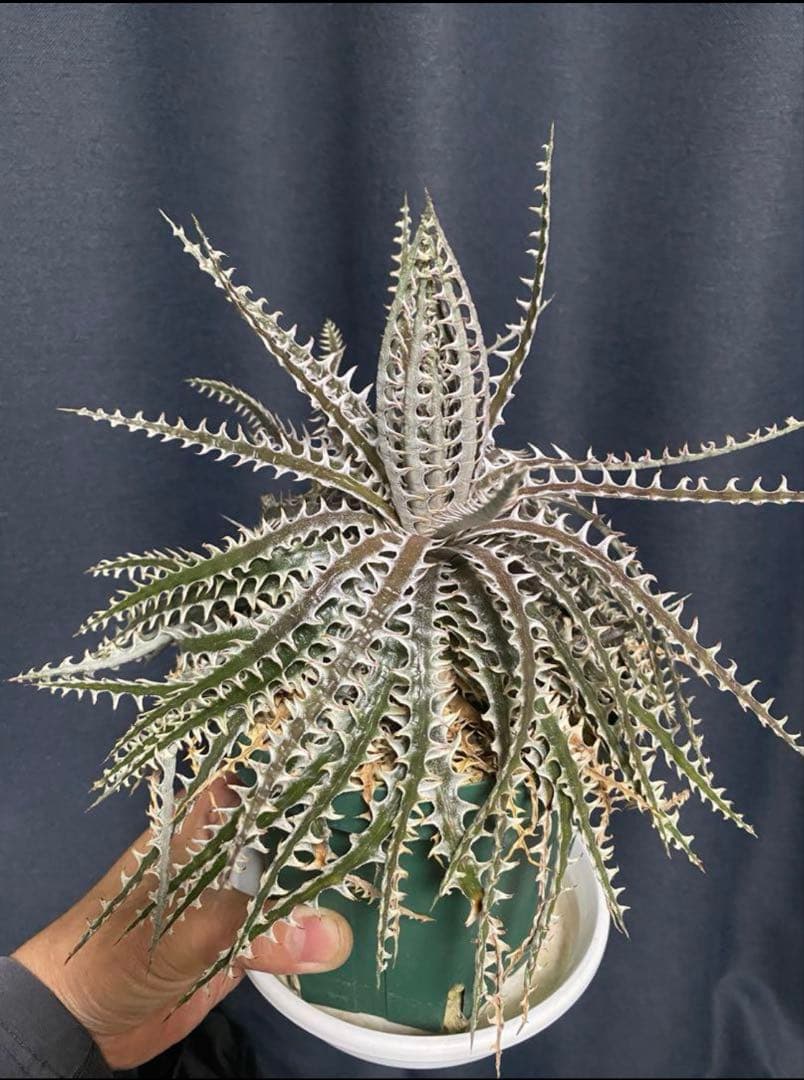 Dyckia ‘Ninja’ ディッキア ニンジャ