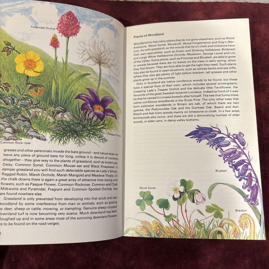 ❤️定番①❤️イギリス植物図鑑 洋書古書 ボタンニカルアート